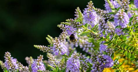 small hebe's that attract bees.